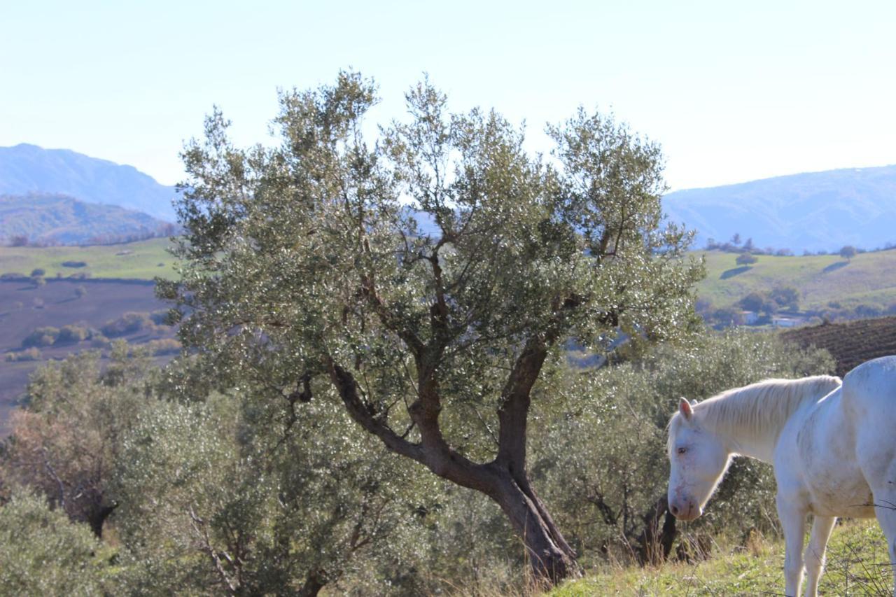 Villa El Sa Calopezzati Bagian luar foto